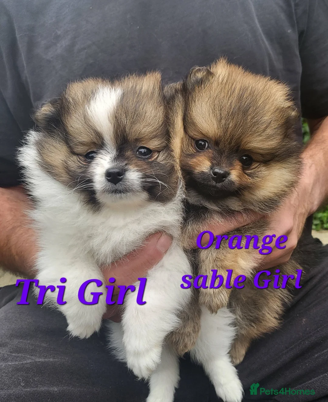 Pomeranian dogs for sale: Pedigree Pomeranian Puppies for sale - Advert 2