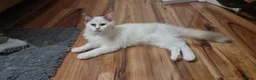 Ragdoll cats for sale: A very rare litter of kittens.  - Advert 8