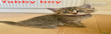 Tabby boy