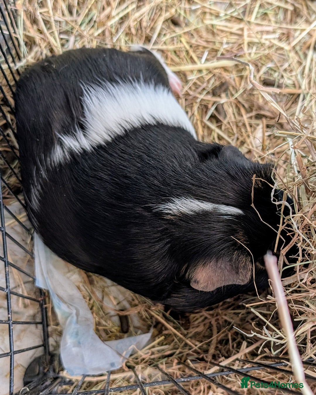 Guinea Pig rodents for sale: 2 male guinea pigs - Image 3