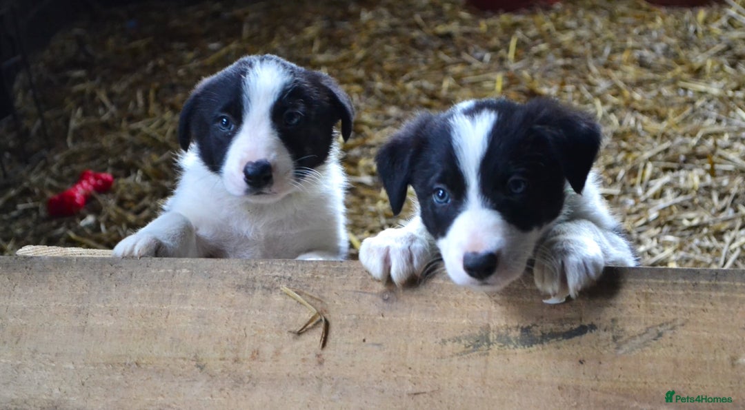 Border Collie dogs for sale: collie pups for working homes - Advert 5