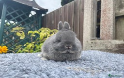 Netherland Dwarf rabbits for sale: Netherland Dwarf Babies & Adults available in Stoke-on-Trent - Image 23