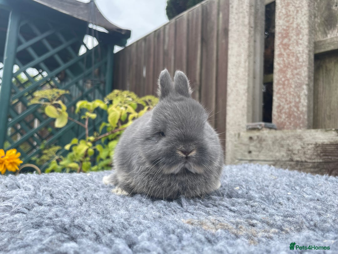 Netherland Dwarf rabbits for sale: Netherland Dwarf Babies & Adults available in Stoke-on-Trent - Image 23