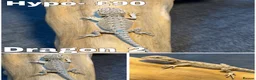 Bearded Dragon reptiles for sale: Bearded Dragons Ready To Reserve - Advert 2