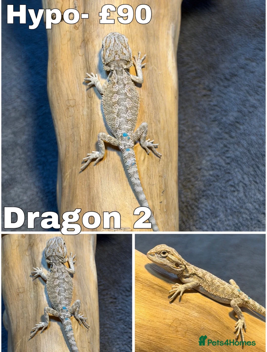 Bearded Dragon reptiles for sale: Bearded Dragons Ready To Reserve - Advert 2