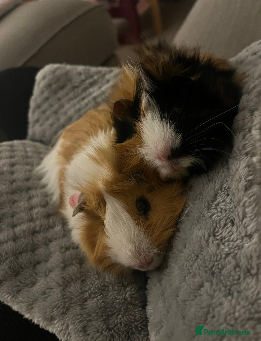 Guinea Pig rodents for sale: Two gorgeous male guinea pigs - Advert 5