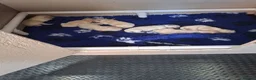 Golden Retriever dogs for sale: Stunning Golden Retriever Puppies  in Barnsley - Advert 1