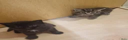 Mixed Breed cats for sale: Mixed Kittens - Advert 3
