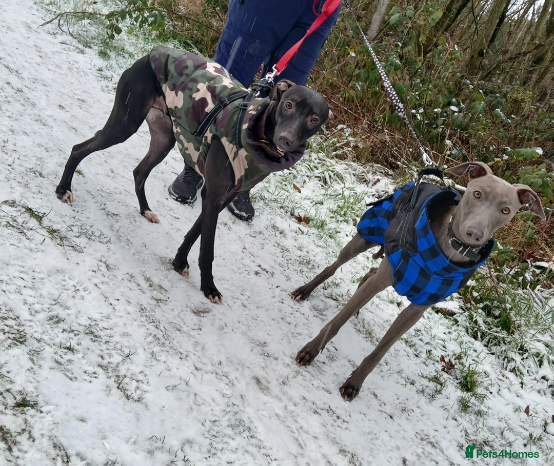 Mixed Breed dogs for sale: Wyllba the whiggy - Advert 3