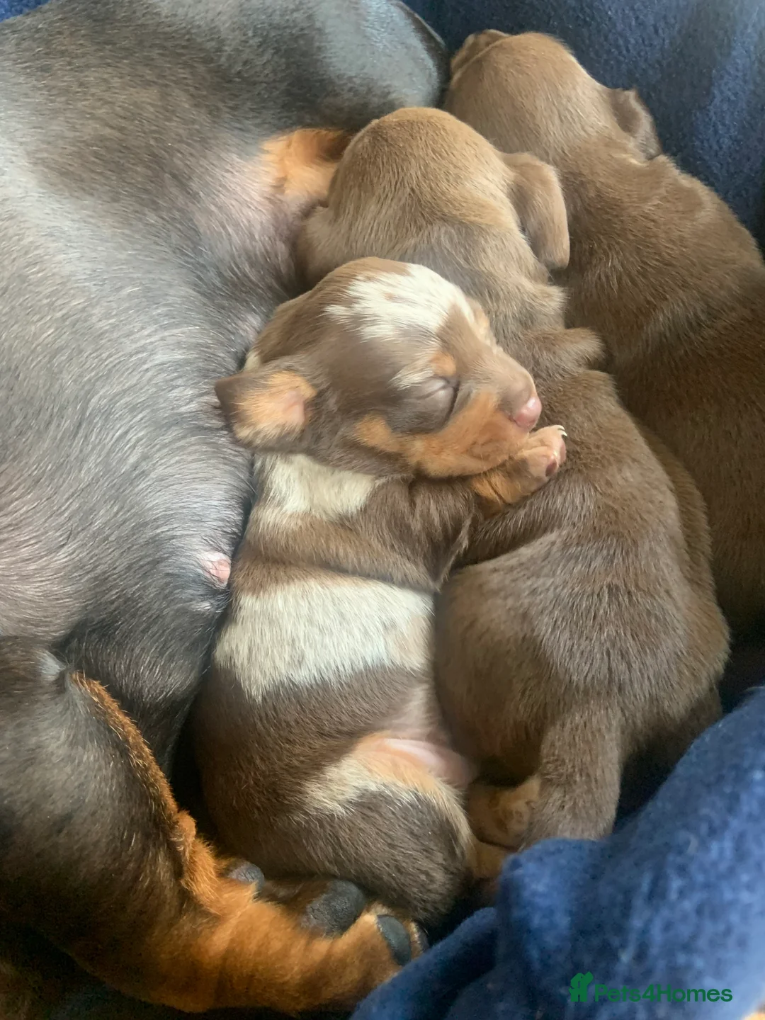 Miniature Dachshund dogs for sale: . Mini Dutch Hound Pups – Choc & Dapple - Advert 5
