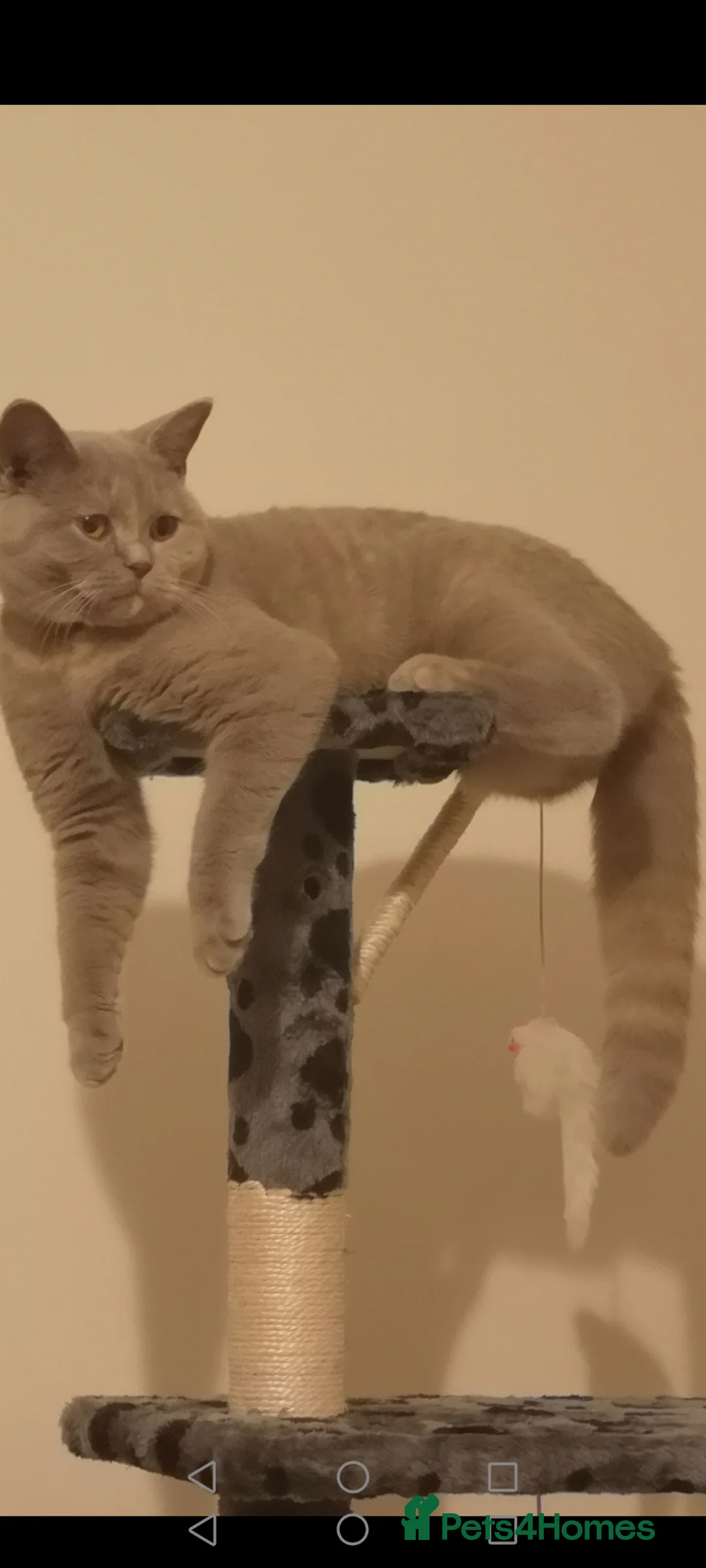 British Shorthair cats for sale: British shorthair kittens  - Advert 2