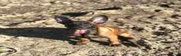 Belgian Shepherd Dog dogs for sale: Belgian Malinois Puppies - Advert 6