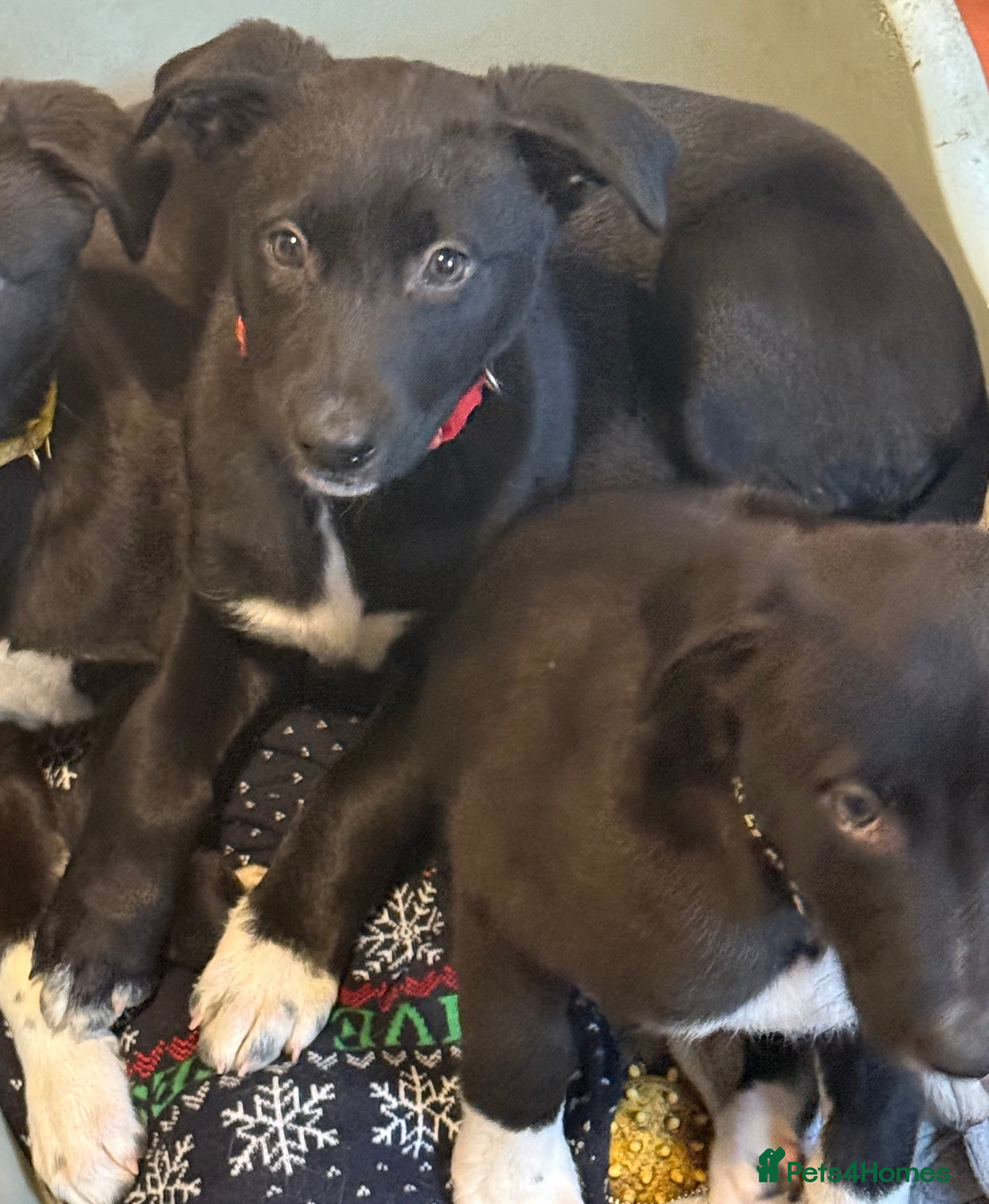 Lurcher dogs 3 LEFT!!! First cross Border collie x Greyhound - Advert 1
