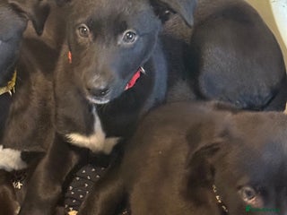 Lurcher dogs 3 LEFT!!! First cross Border collie x Greyhound - Advert 1
