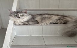 Maine Coon cats for sale: Maine Coon Green Eye girl 3 years old  - Image 2