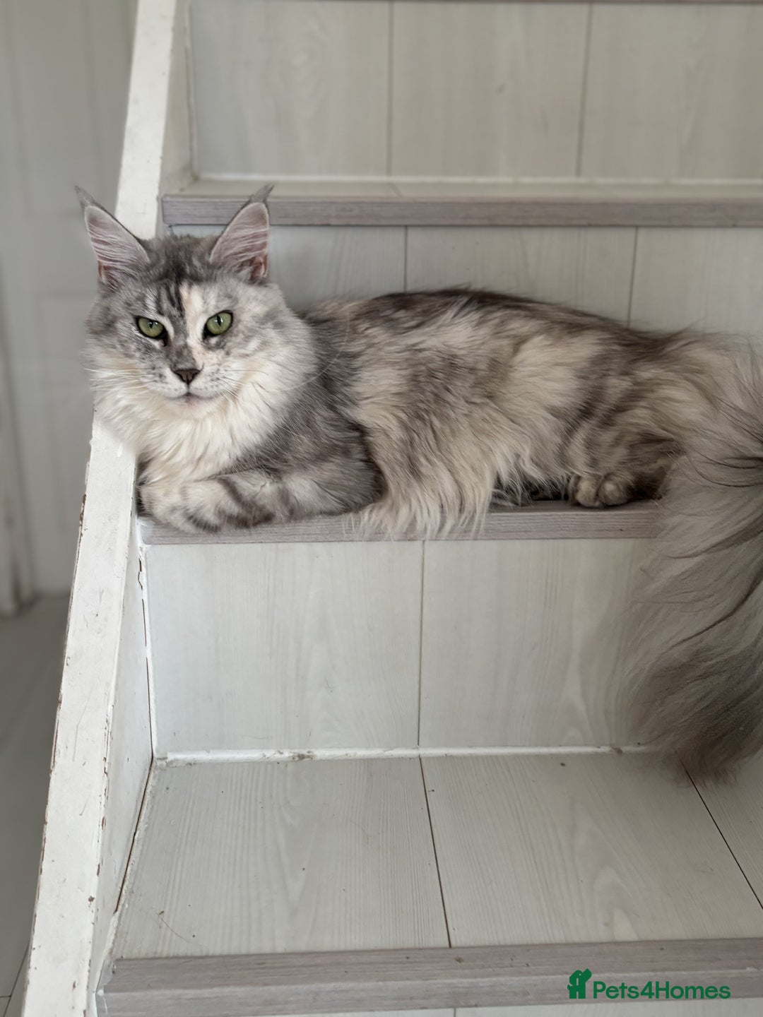 Maine Coon cats for sale: Maine Coon Green Eye girl 3 years old  - Image 2