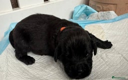Newfoundland dogs for sale: KC registered Newfoundland Puppies. Health tested - Image 28