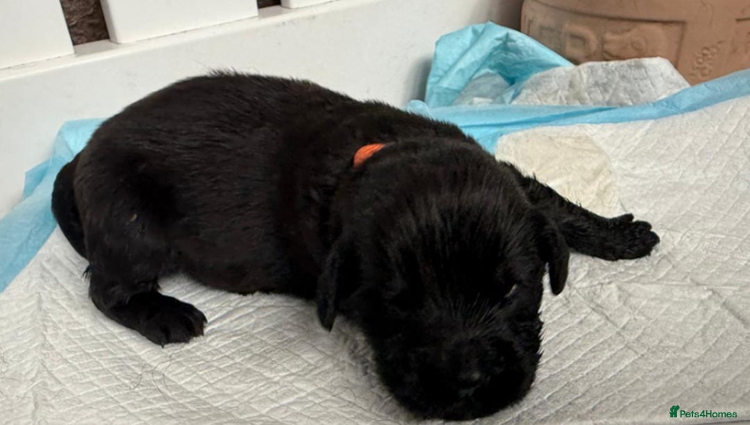 Newfoundland dogs for sale: KC registered Newfoundland Puppies. Health tested - Image 28