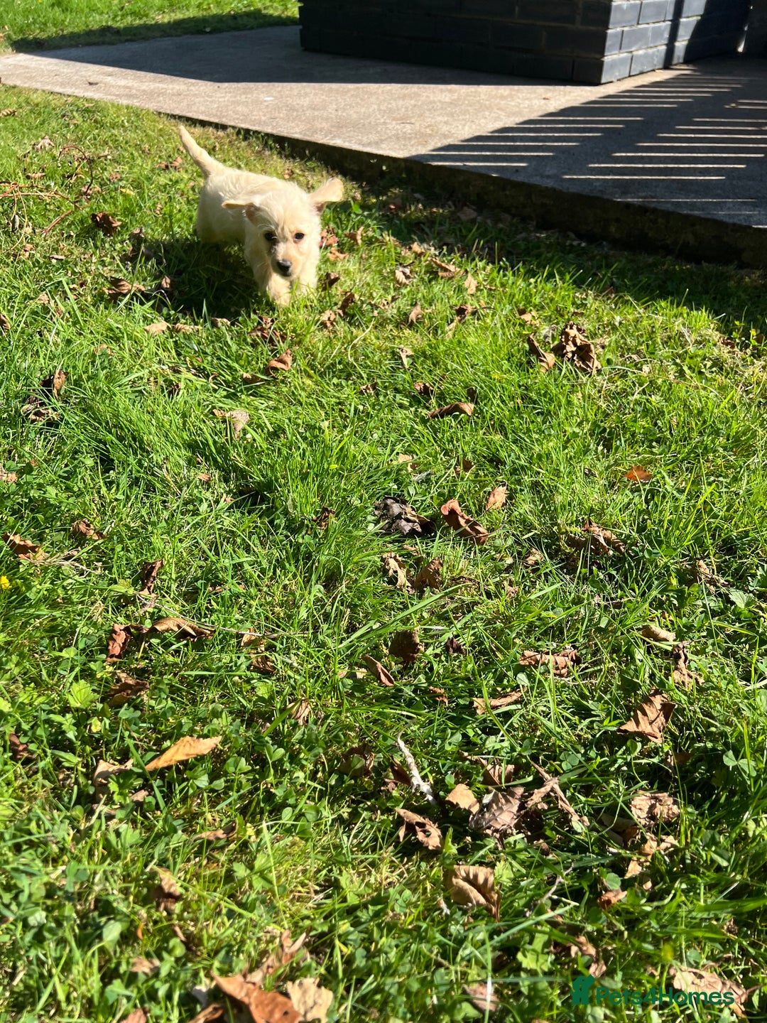 Mixed Breed dogs for sale: West highland terrier/poodle - Image 5