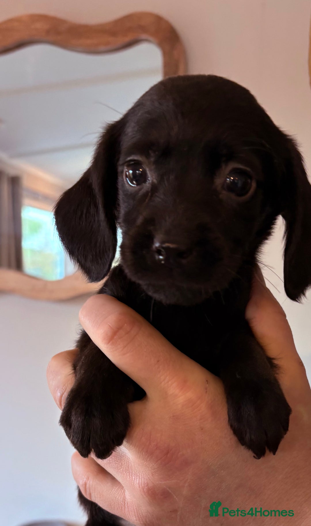 Cockerdor dogs for sale: Beautiful cockerdor puppies - Image 15