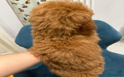 Miniature Poodle dogs for sale: lovely miniature poodle puppies - Image 22