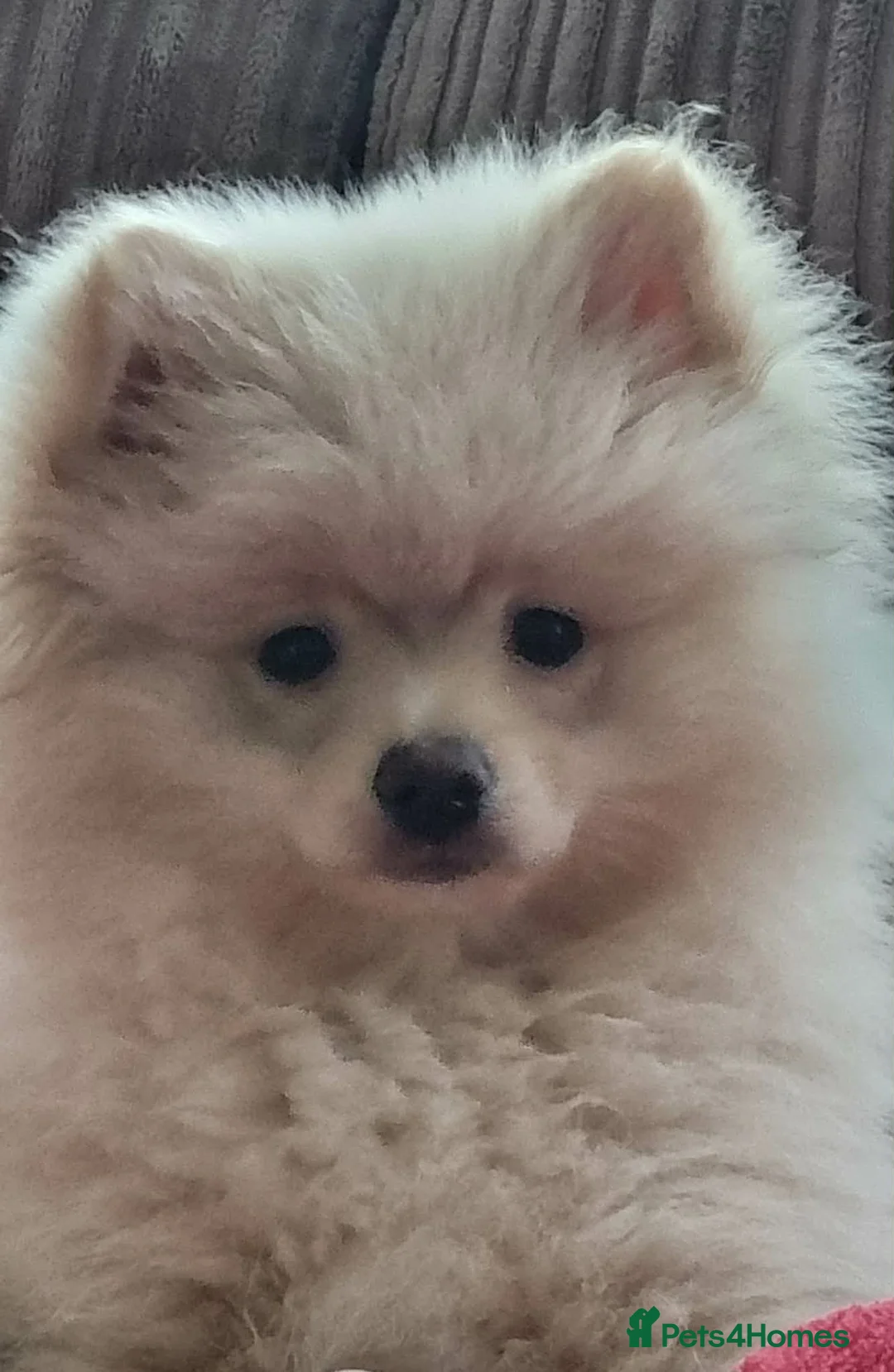 Pomeranian dogs for sale: Beautiful Pomeranian puppie male - Advert 2