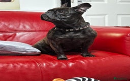 French Bulldog dogs for sale: French Bull Dog - Advert 3