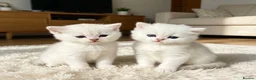 British Longhair cats for sale: SILVER CHINCHILLA GIRLS -HEALTH TESTED PARENTS - Advert 2