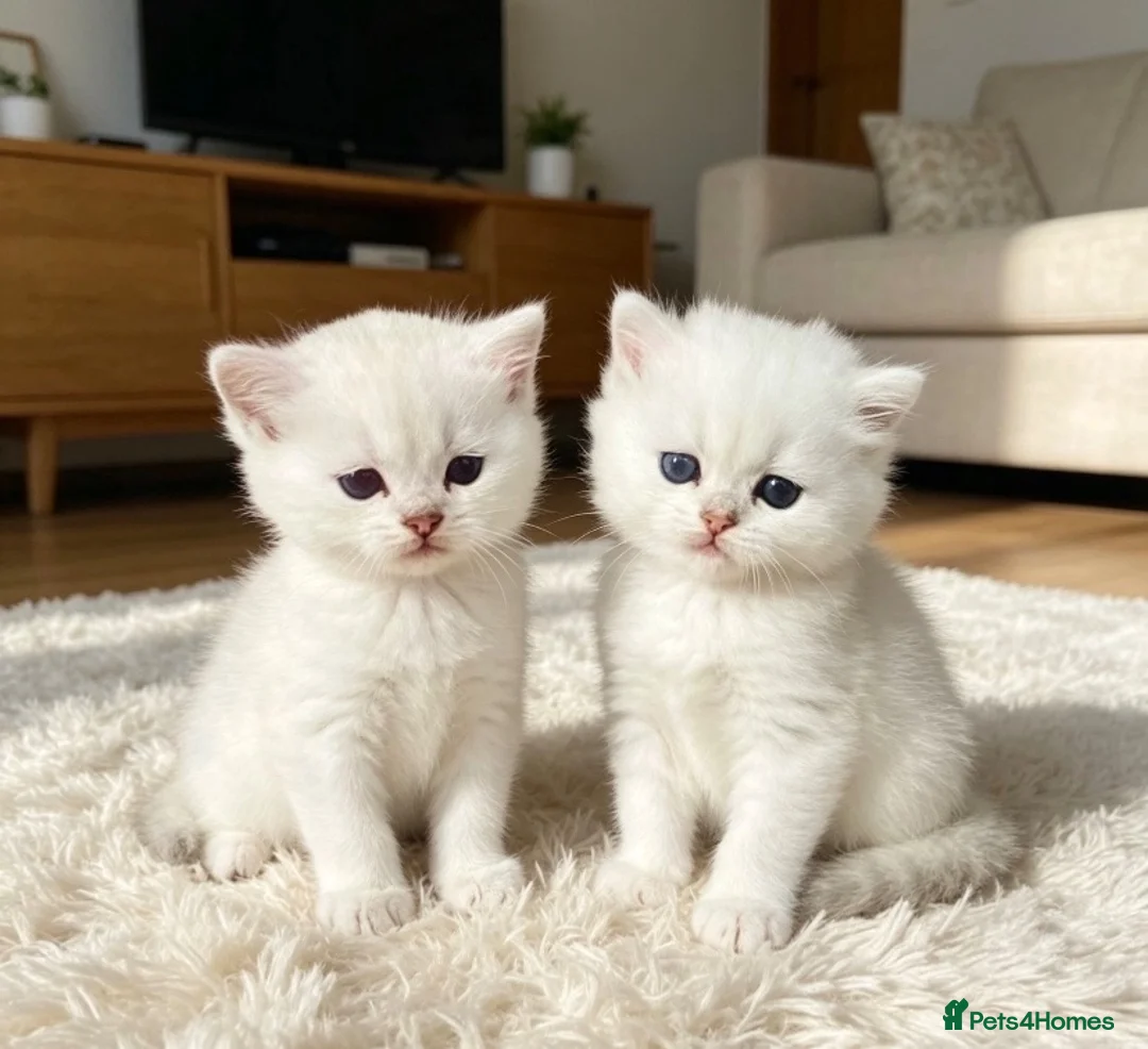 British Longhair cats for sale: SILVER CHINCHILLA GIRLS -HEALTH TESTED PARENTS - Advert 2
