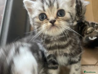British Shorthair cats Bsh.Tabby kittens.GCCF.Available on 15.February . - Advert 16