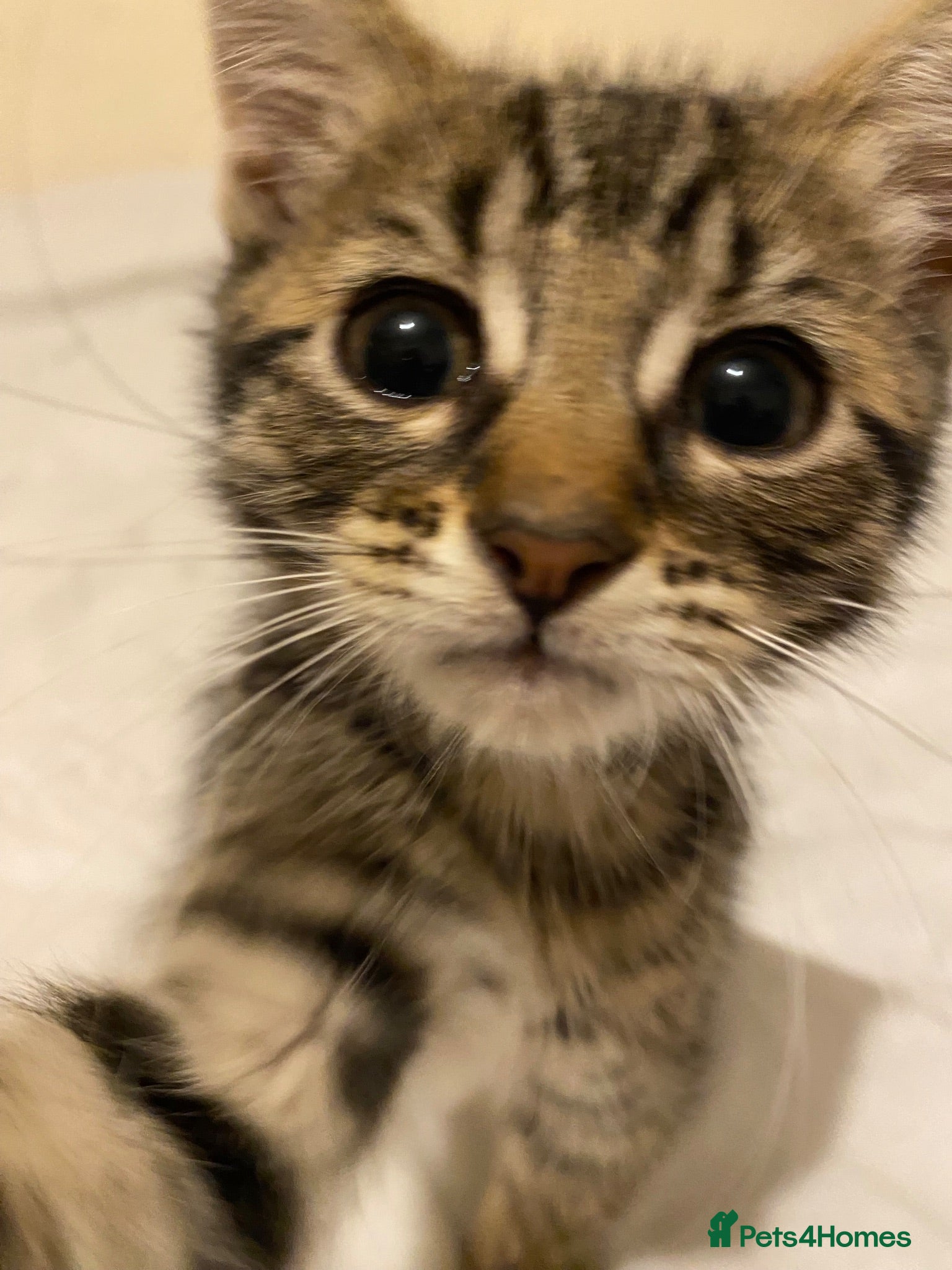 Bengal cats Gorgeous bengal kitten  - Advert 5