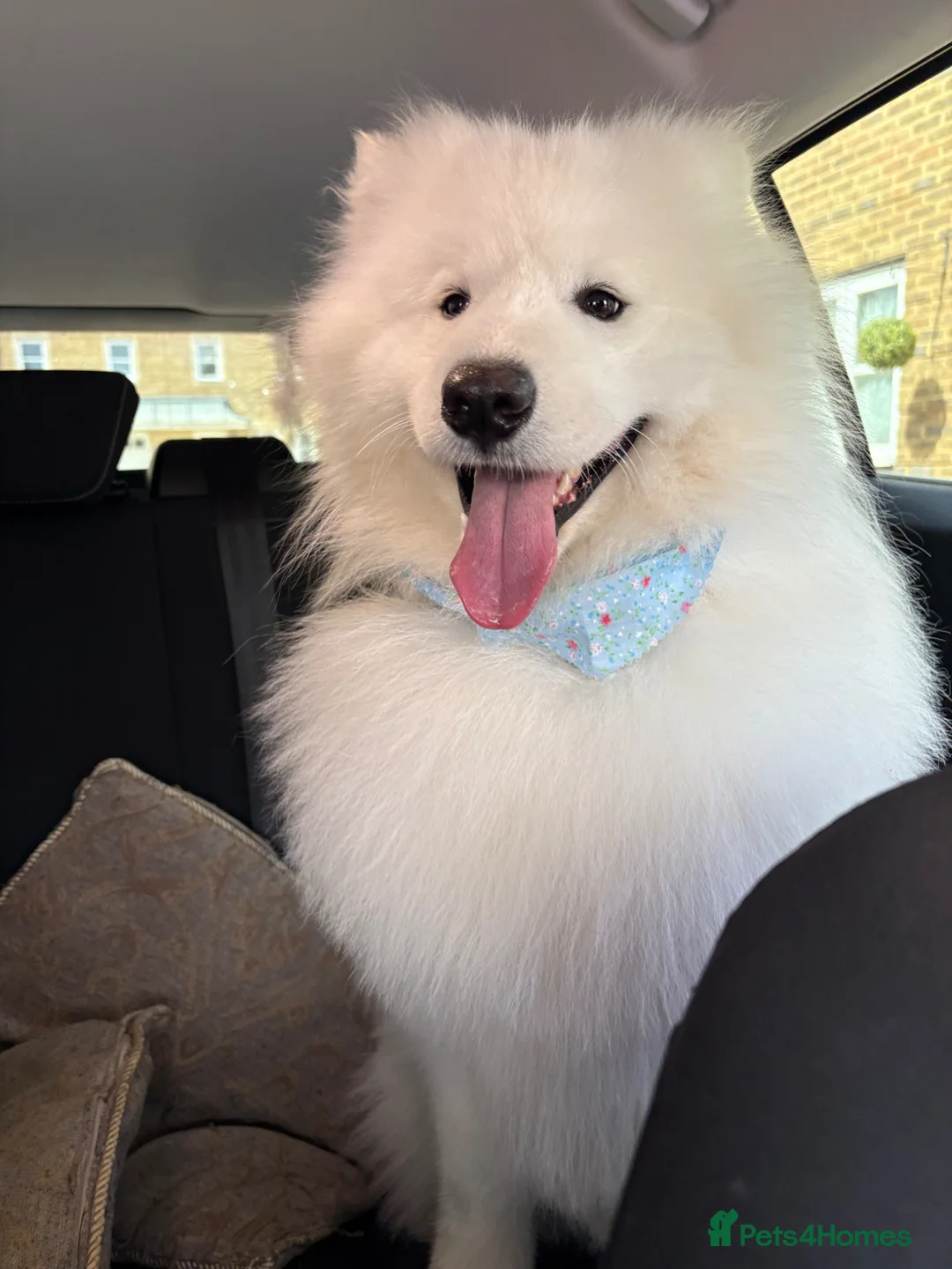 Samoyed dogs for sale: 🐾Pure Bred Samoyed🐾 in Dagenham - Advert 3