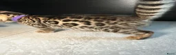 Bengal cats for sale: Bengal Male Kittens  - Advert 3