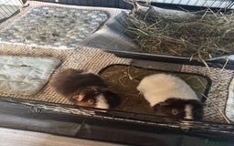Guinea Pig rodents for sale: 2 x Male guinea pigs for sale  - Advert 2