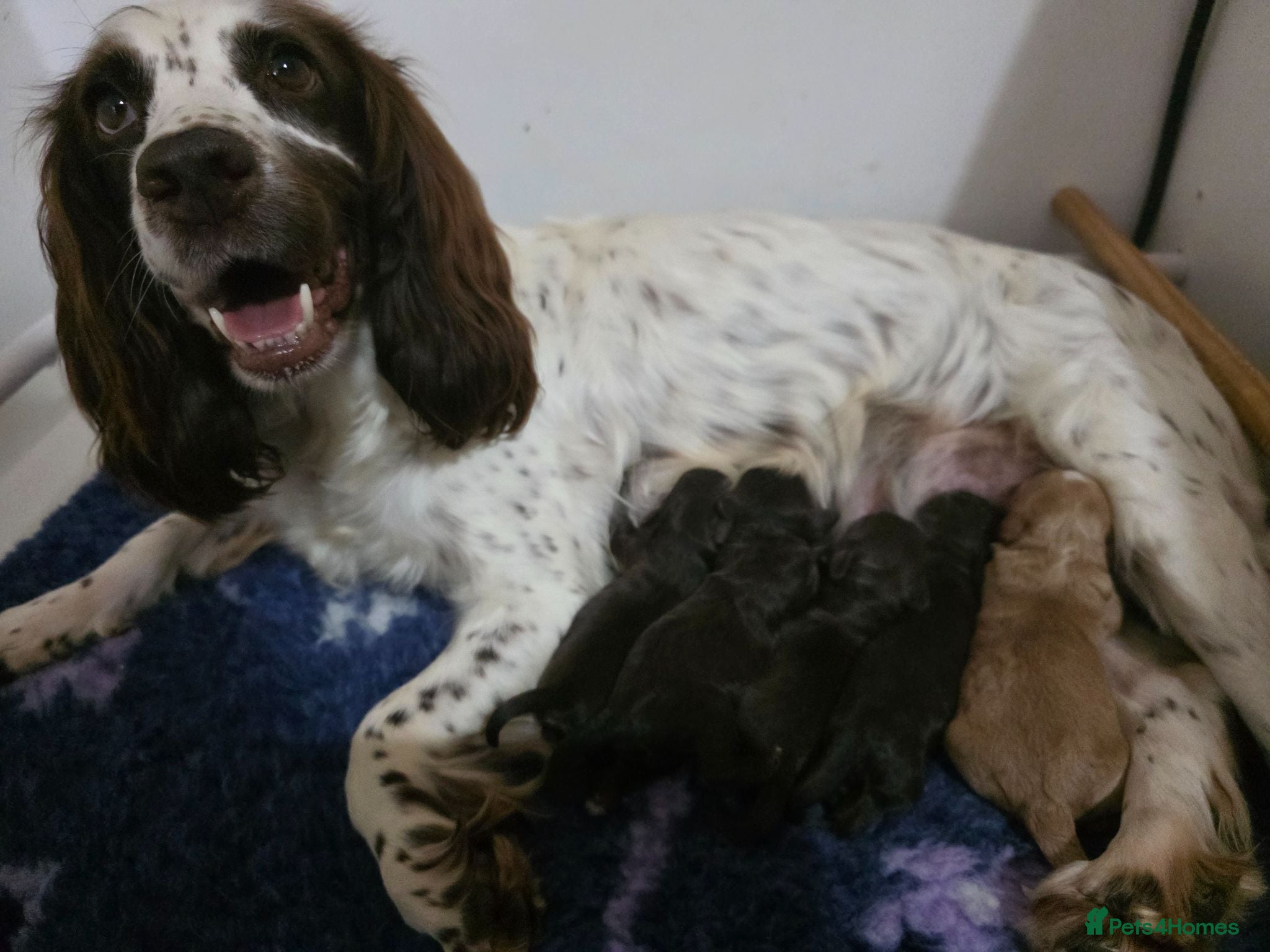 Cockapoo dogs F1 Chocolate Cockapoos. DNA Health Tested - Advert 2