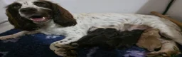 Cockapoo dogs for sale: F1 Chocolate Cockapoos. DNA Health Tested - Advert 2