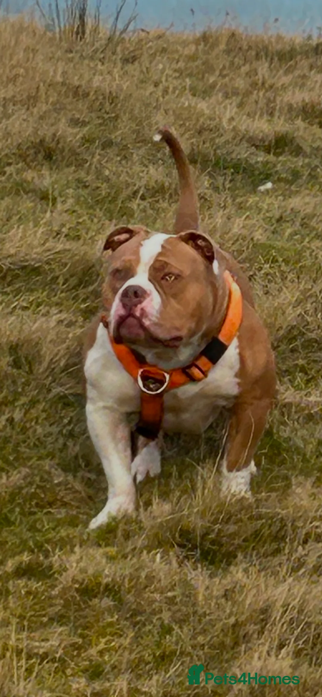 American Bully dogs for stud: American pocket bully  - Advert 20