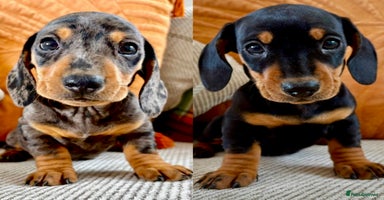 Dachshund dogs - Advert 6