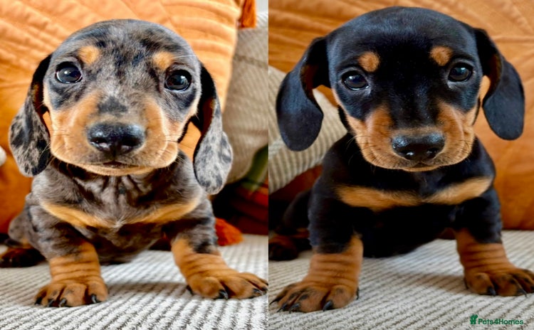Dachshund dogs - Advert 1