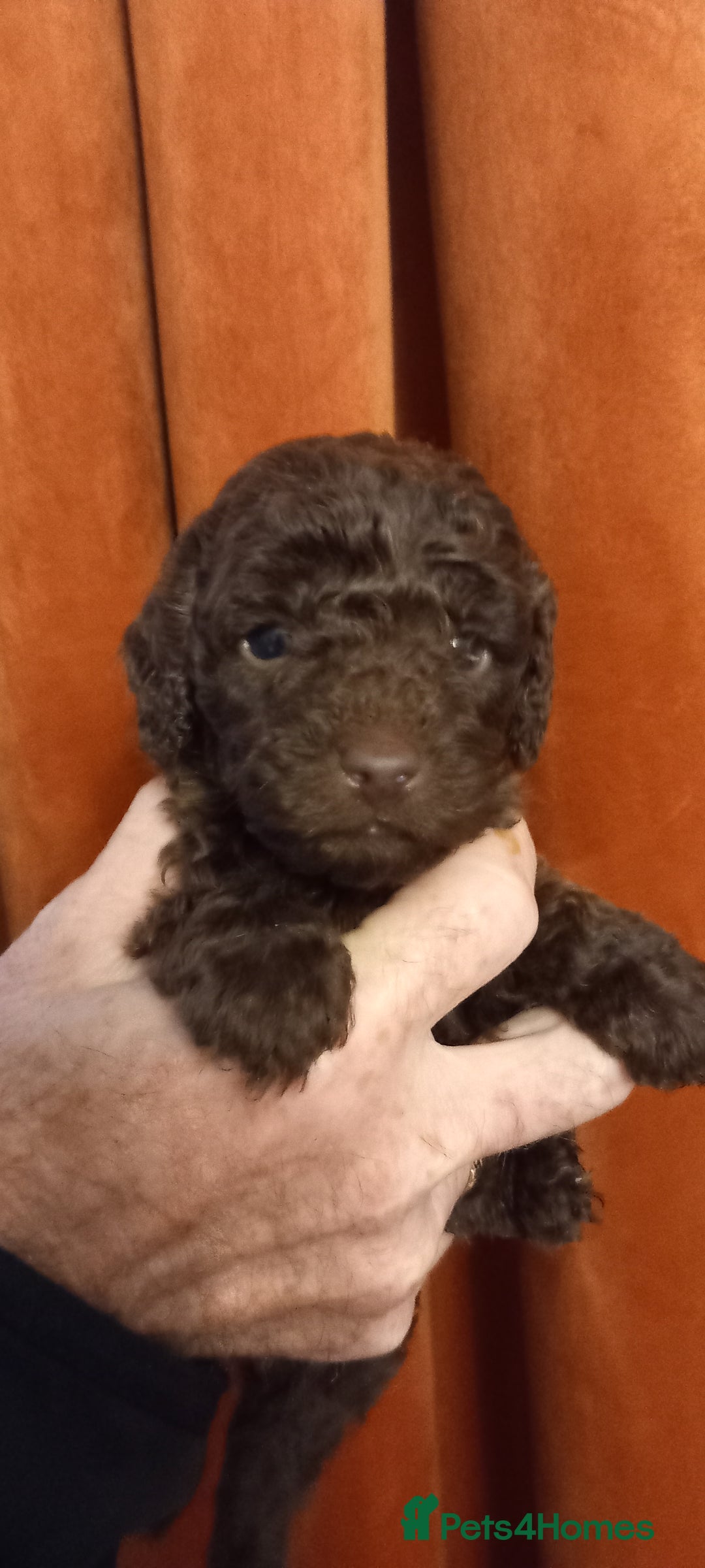 Cockapoo dogs for sale:  f1b chocolate and chocolate merle puppies  - Image 7