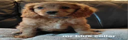 Cavapoo dogs for sale: F1b Toy cavapoo puppies Extensively health tested  - Advert 7