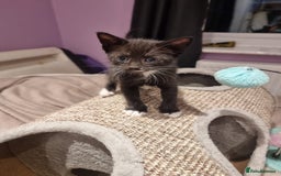 Domestic Shorthair cats for sale: 🐾Playful Kittens -Tabby or black/white🐾 - Image 5