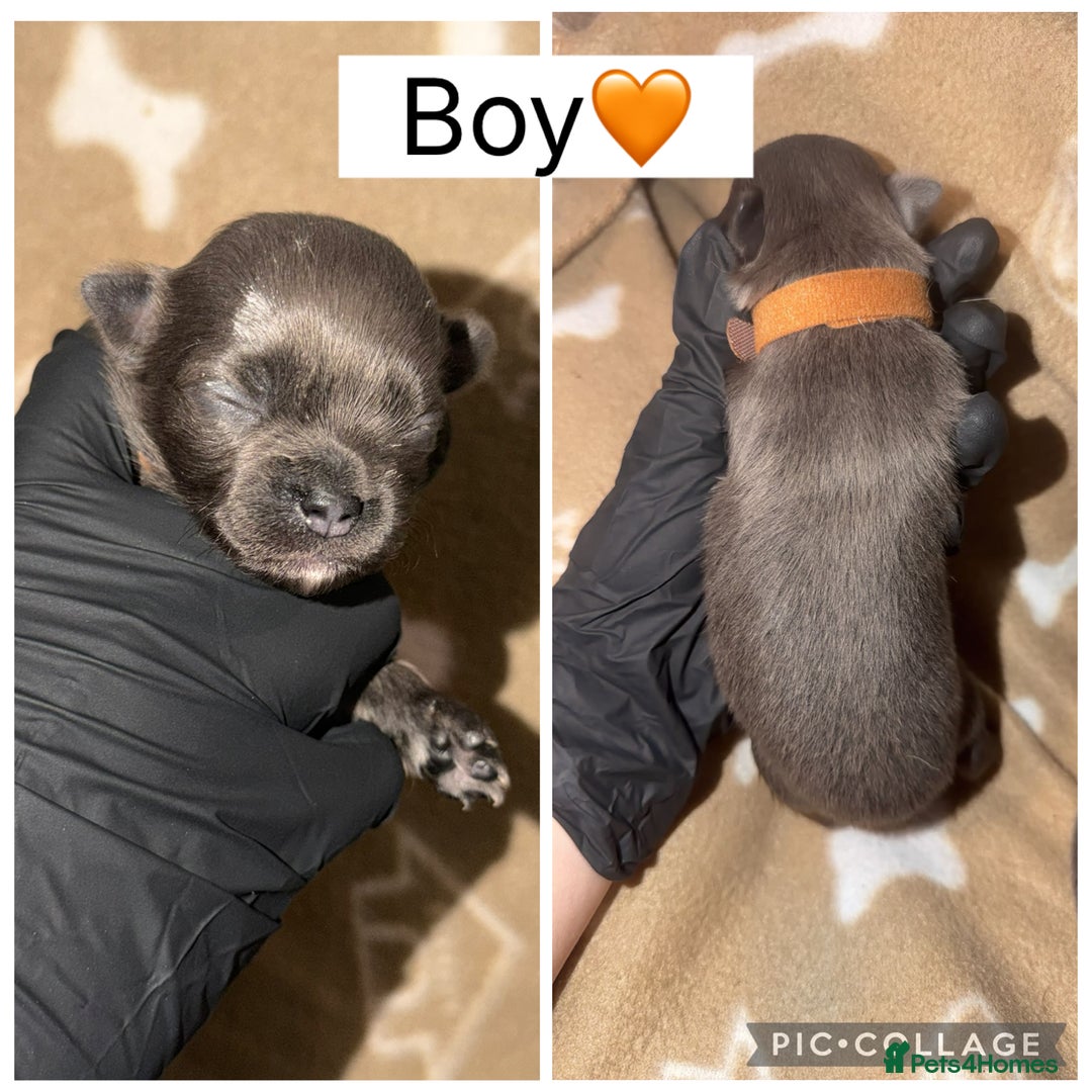 Chihuahua dogs for sale: Fluffy chihuahuas - Advert 5