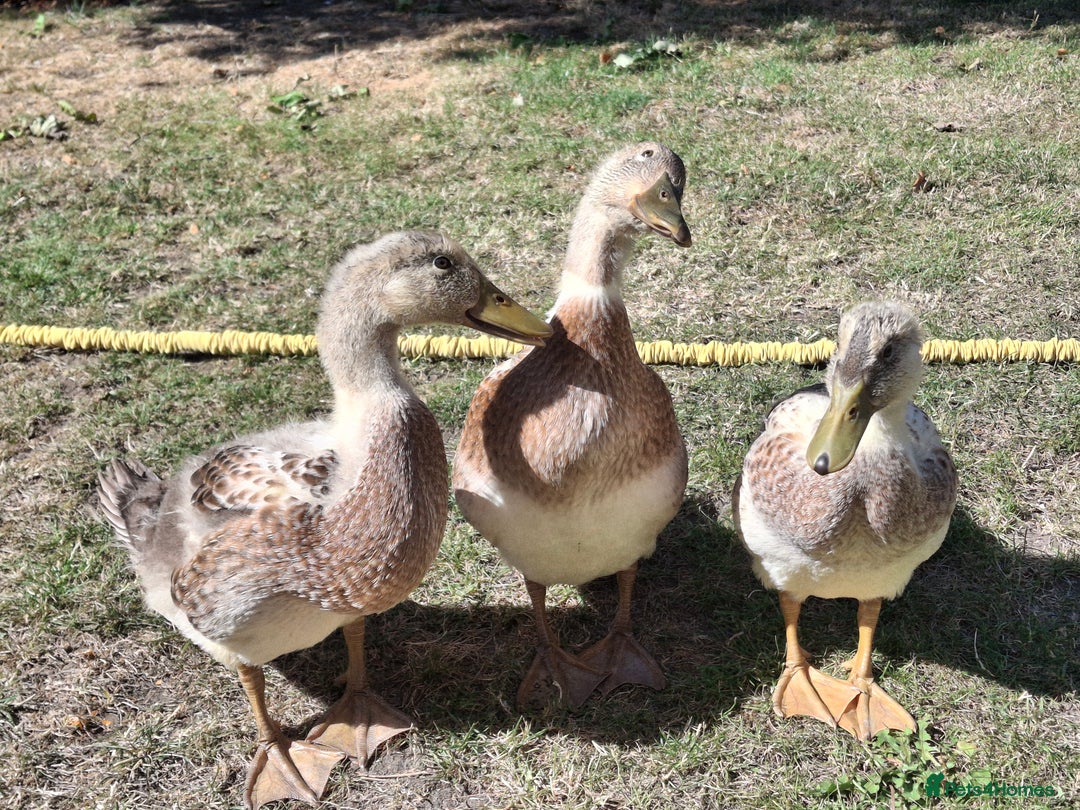 Ducks poultry for sale: Adolescent Welsh Harlequin Ducks – 1 F, 2 M - Image 4