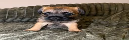 Border Terrier dogs for sale: Gorgeous Pure Border Terrier Puppies in Waltham Abbey - Advert 4