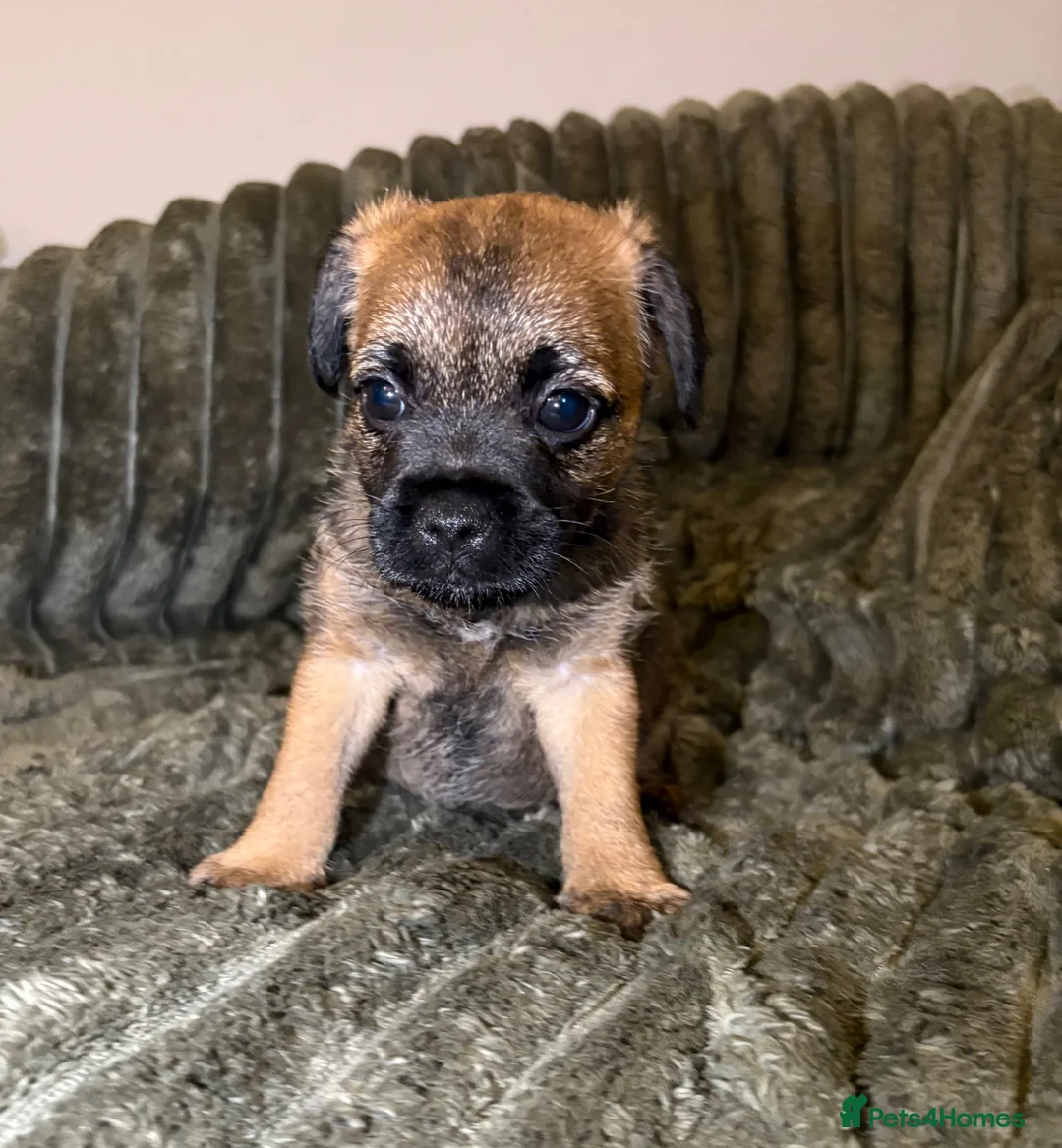 Border Terrier dogs for sale: Gorgeous Pure Border Terrier Puppies in Waltham Abbey - Advert 4