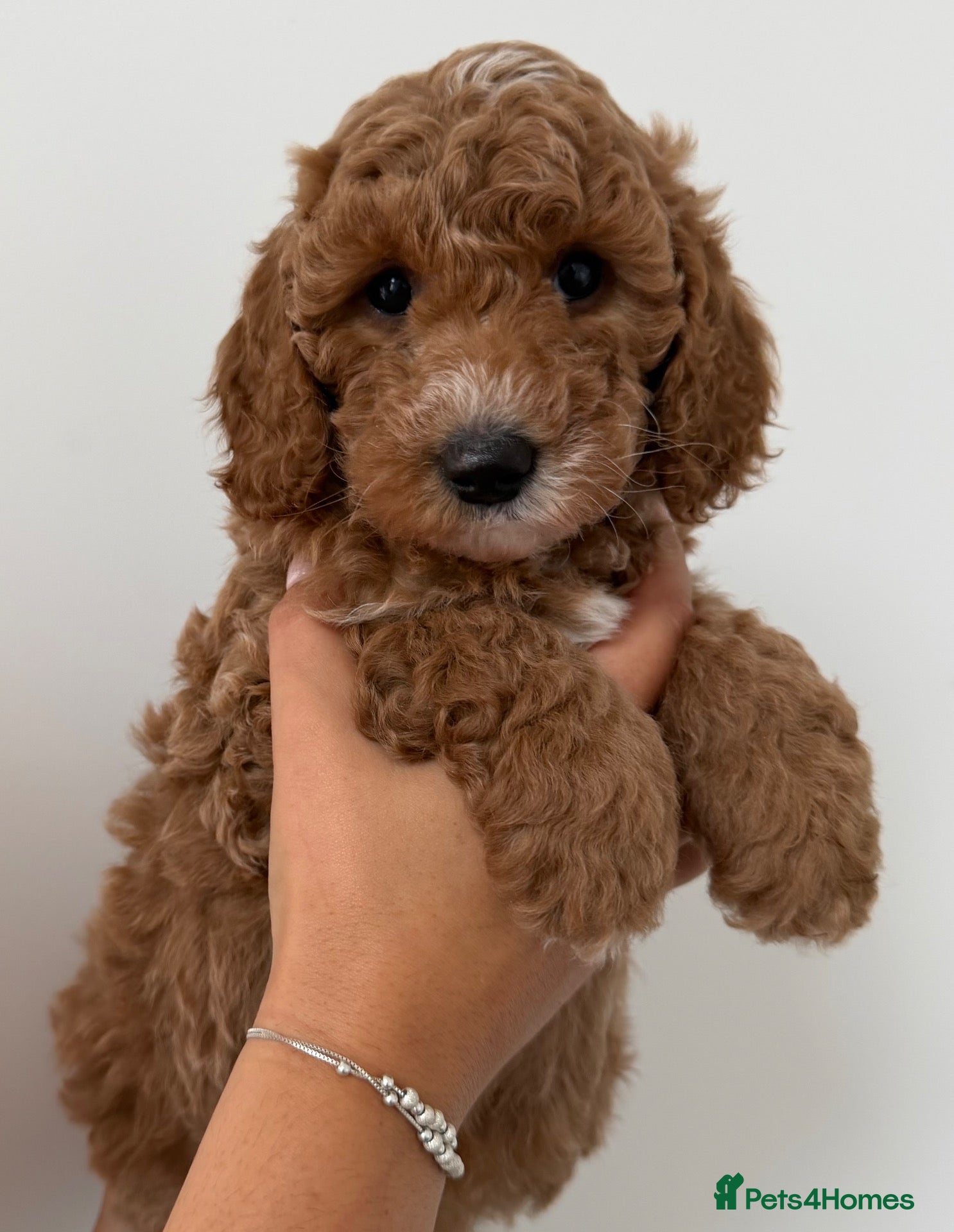 Mini Goldendoodle dogs Stunning Miniature Goldendoodle Puppies - Advert 2