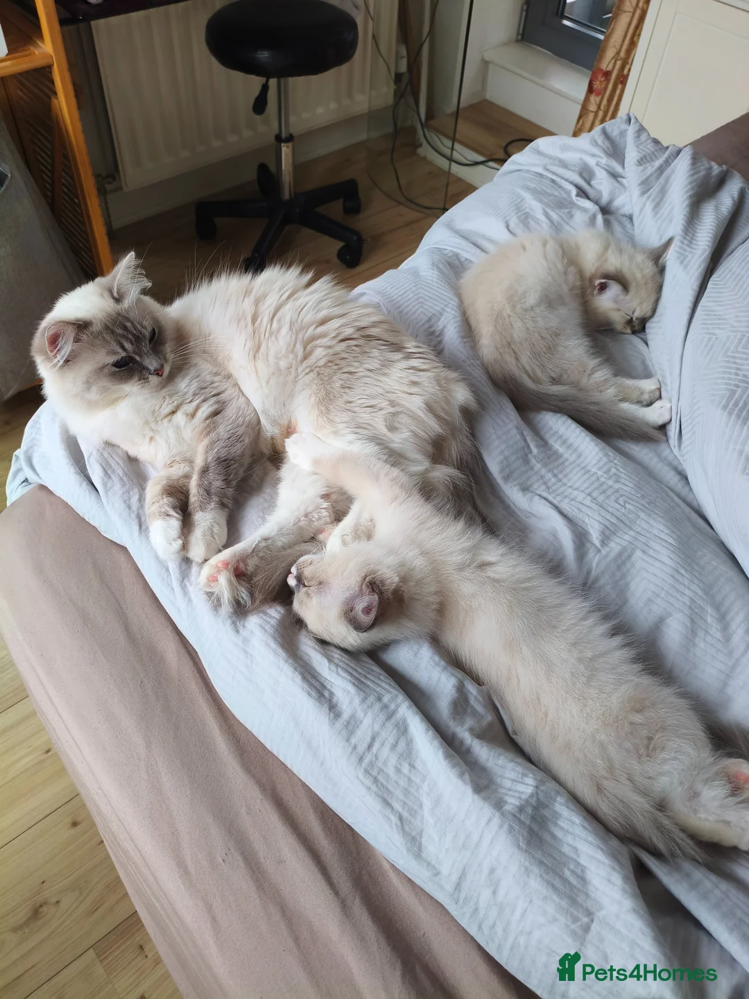 Ragdoll cats for sale: Ragdoll kitten's 11 week old males - Advert 9