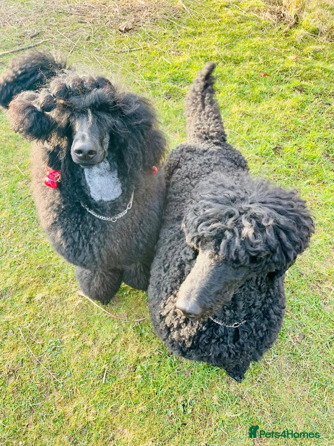 Standard Poodle dogs for sale: Seven Wonders of Standard Poodle Puppies - Advert 10