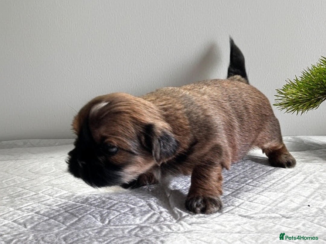 Shih Tzu dogs for sale: ♥️ Adorable Shih Tzu Puppies FoR sALe ♥️ - Image 13